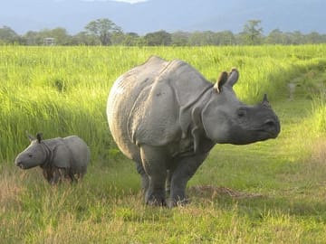 Buddhist Monasteries and Tribal Culture Tour in Assam and Arunachal