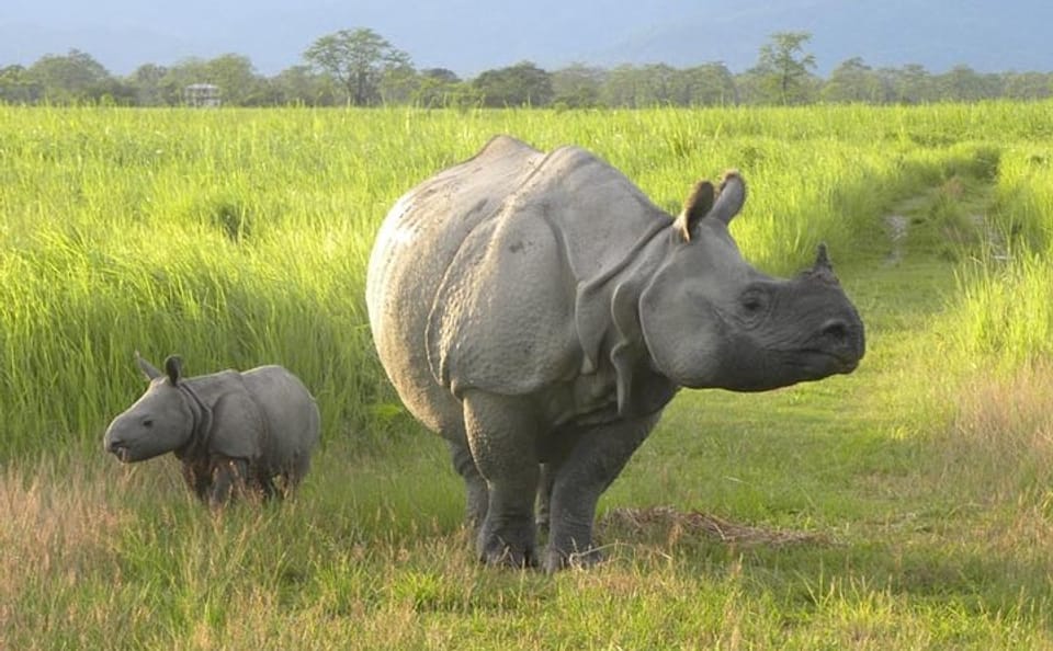 Buddhist Monasteries and Tribal Culture Tour in Assam and Arunachal