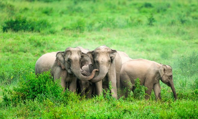 Watching wild elephants in Kuiburi National Park - a unique opportunity with a private guide photo 5