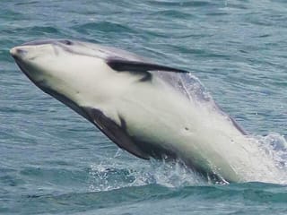 Whale Watching and Marine Life Tour in Faxafloi, photo 15