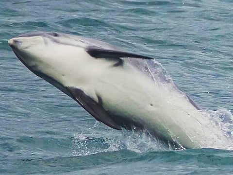 Whale Watching and Marine Life Tour in Faxafloi, photo 15