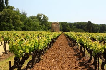 Private Full-Day Vintage Grape Harvest Festival with Lunch