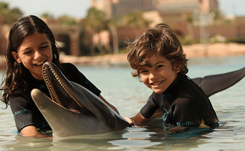 Swim and Interact with Dolphins in Dubai's Shallow Waters