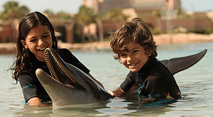 Play With Dolphins (Shallow Water)