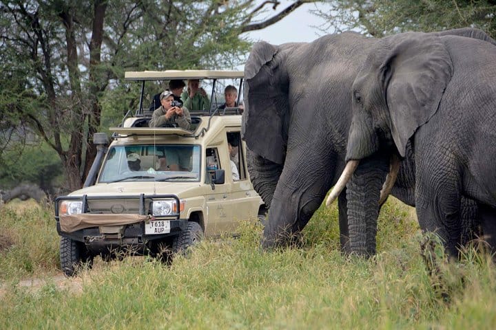 Maasai mara game drive