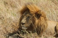 Regal ruler of the wilderness: the lion, king of the jungle