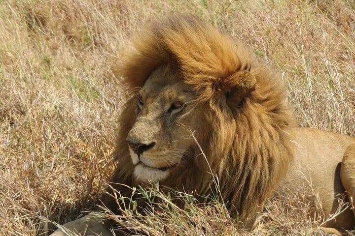 Regal ruler of the wilderness: the lion, king of the jungle