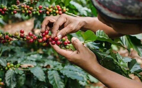 Fairview Estate Coffee Farm Tour in Nairobi, Kenya