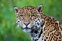 3-Day Tambopata National Reserve Tour  2