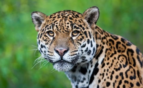 Three-Day Nature Tour of Tambopata National Reserve, Peru