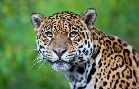 Three-Day Nature Tour of Tambopata National Reserve, Peru