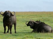Arusha National Park Day tour  9