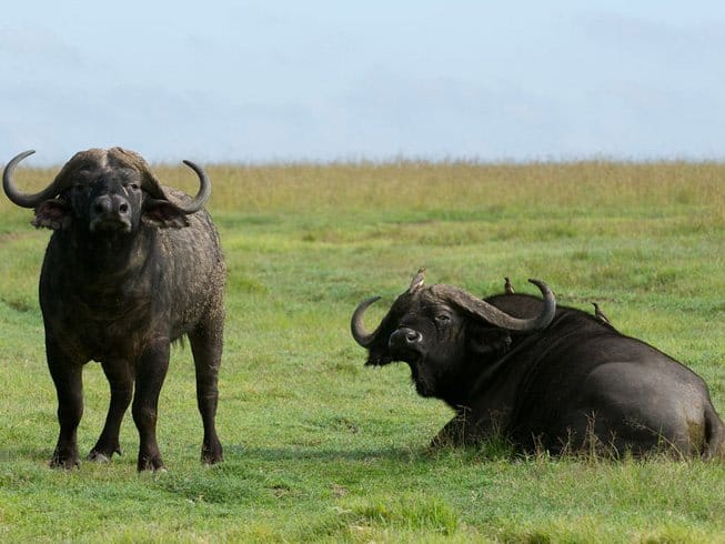 Arusha National Park Day tour  9