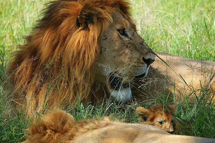 Masai Mara Safari Adventure: Explore the Big Five from Nairobi