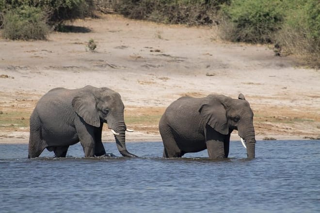 Elephants at Chobe River Botswana