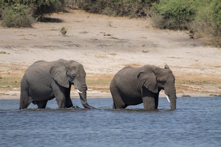 Elephants at Chobe River Botswana