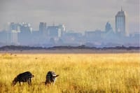 https://www.tripadvisor.com/Attraction_Review-g294207-d311535-Reviews-Nairobi_National_Park-Nairobi.html