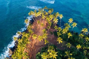 Whale Watching Tour in Mirissa from Negombo