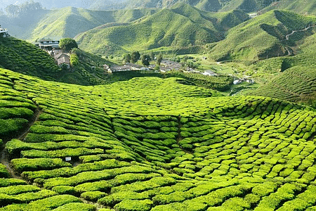 Cameron Highlands Tour
