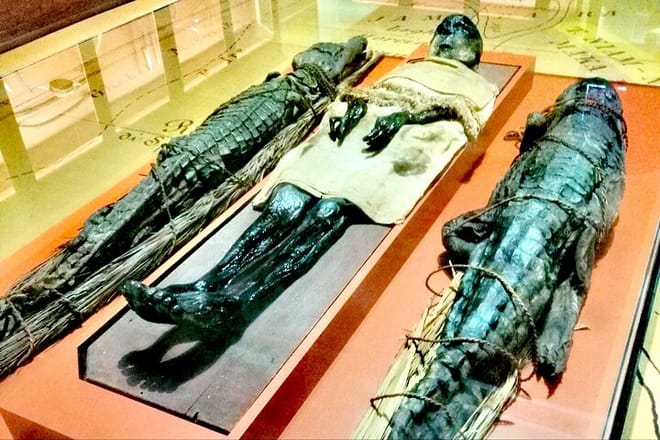 Venice Natural History Museum: Private Tour photo 4