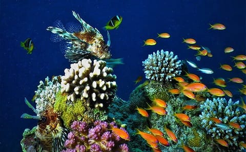 Private Day Tour from Petra to Aqaba Red Sea Beach Club