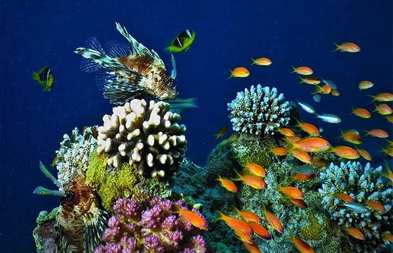 Private Full Day Tour to Aqaba Red Sea from Petra Hotels.