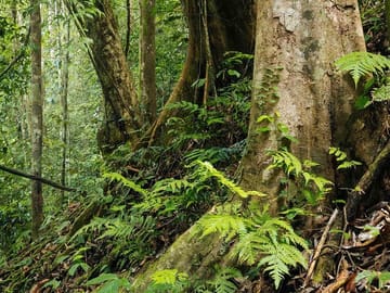 Sinharaja Rainforest Exploration Tour from Galle
