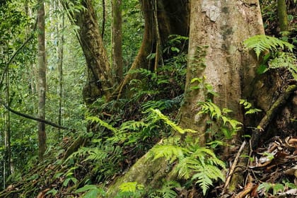 Sinharaja Rain Forest Tour from Galle