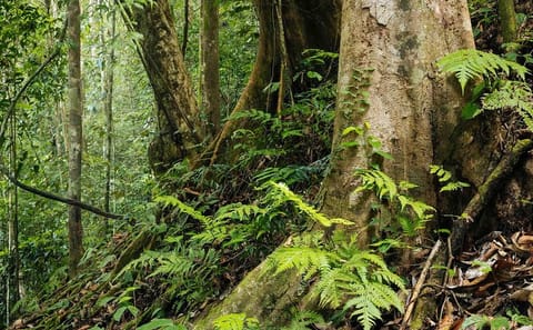 Sinharaja Rainforest Exploration Tour from Galle