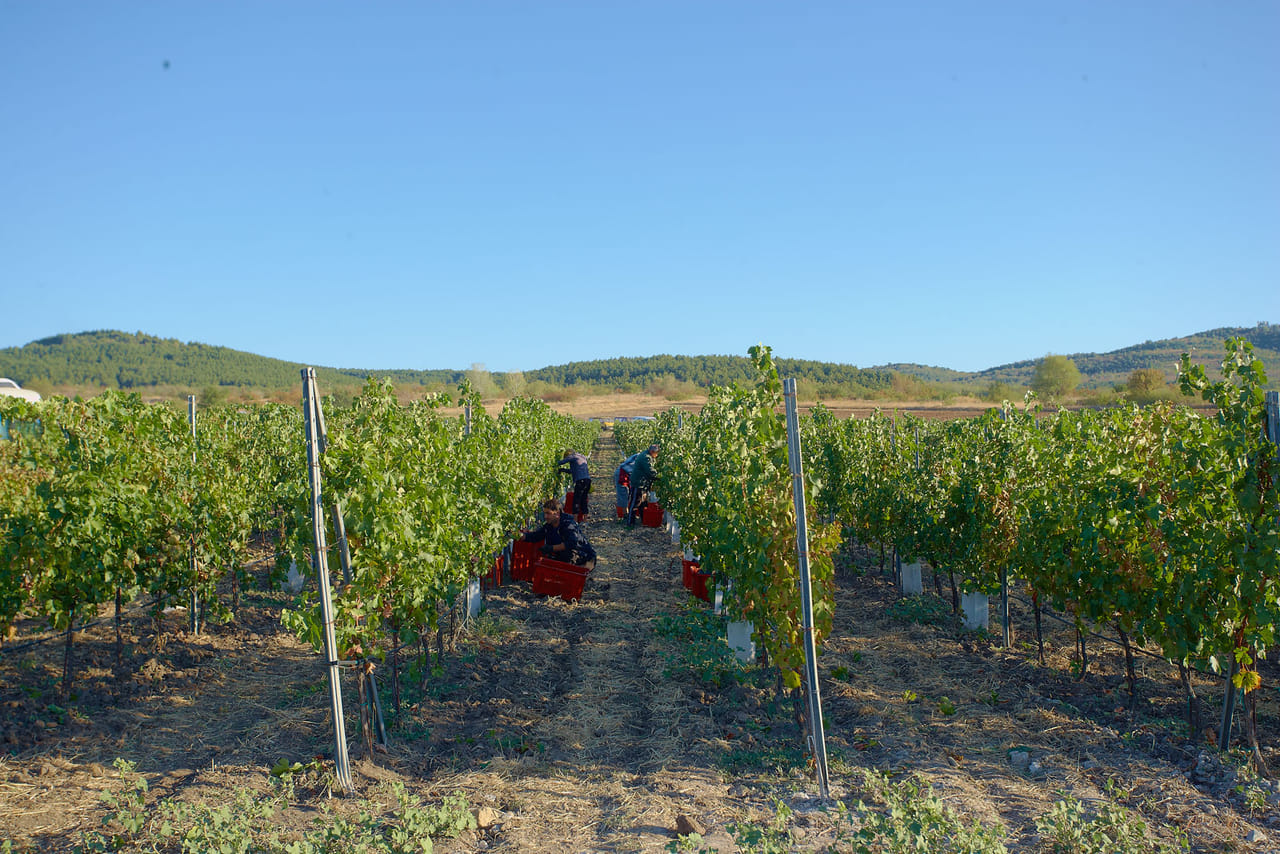 Wine Safari in Edoardo Miroglio Winery 7