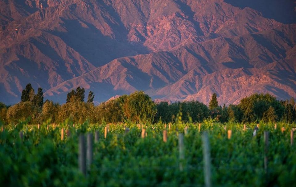 Half-Day Wine Road Premium Tour From Cafayate