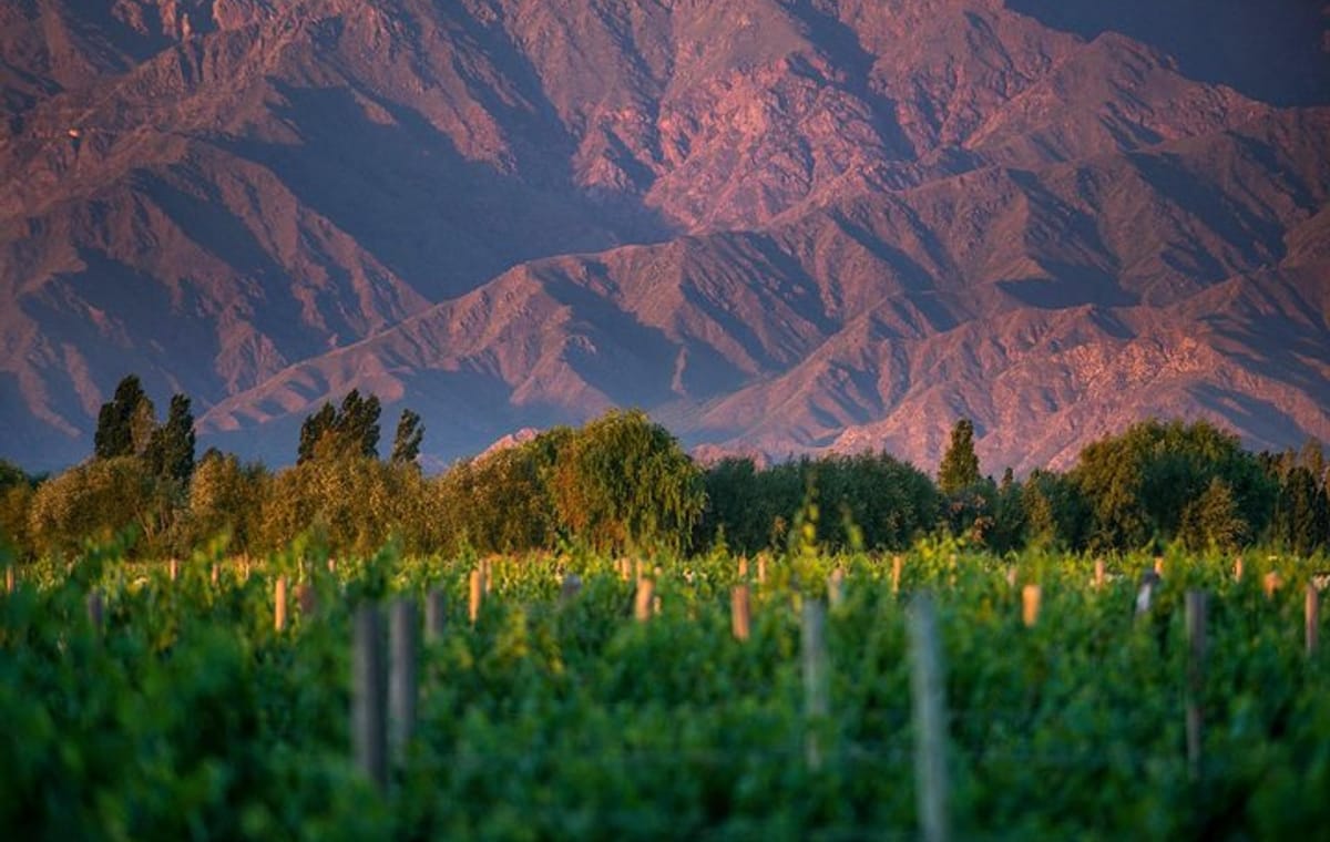 Half-Day Wine Road Premium Tour From Cafayate