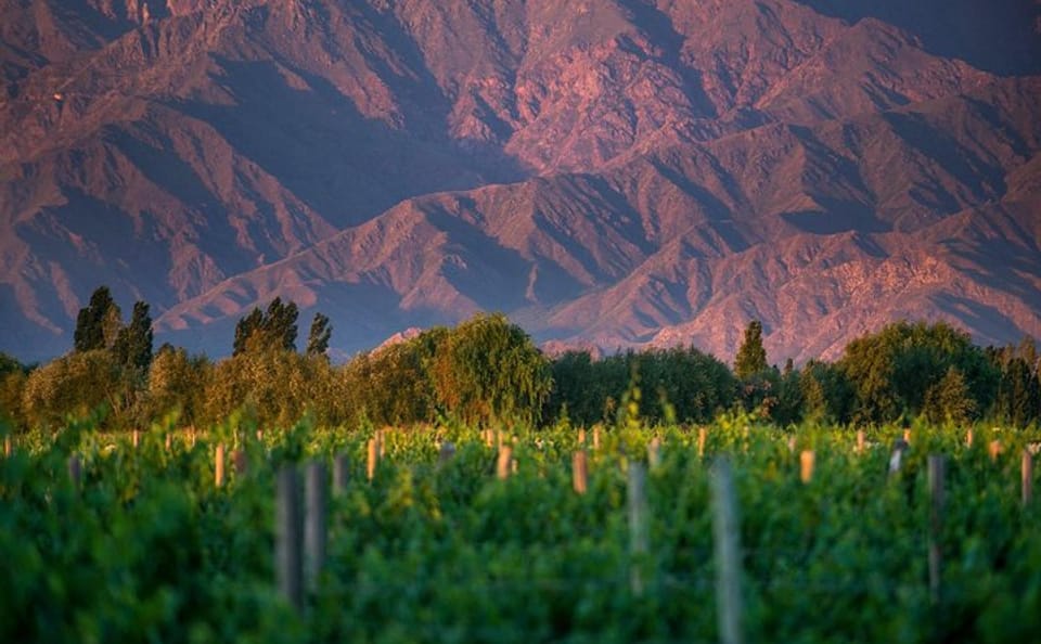 Half-Day Premium Wine Tour in Cafayate, Argentina