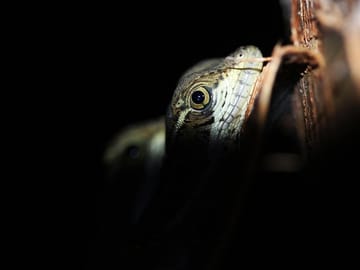 Night walk, Manuel Antonio, Common basilisk