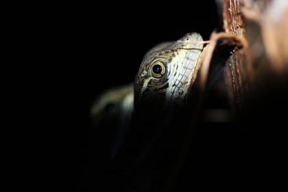 Manuel Antonio Jungle Night Tour with pick up included