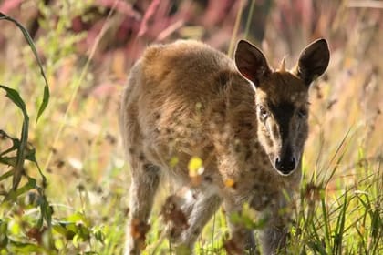 Upemba National Park Safari Expedition – Congo Basin Wetlands & Wildlife Adventure