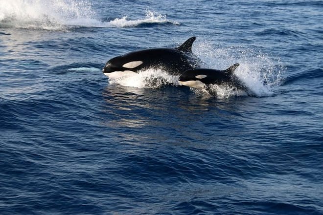 Dolphin & Whale Watching Tour from Seville