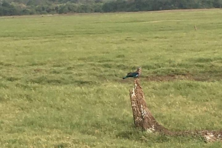 Private Jeep Safari at Minneriya National Park