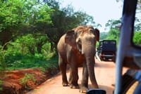 Yala National Park Safari from Galle 6