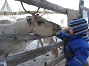 Year of the Reindeer - Farm visit 1