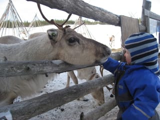 Year of the Reindeer - Farm visit