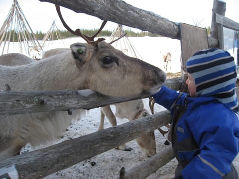 Year of the Reindeer - Farm visit
