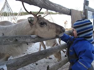 Year of the Reindeer - farm visit