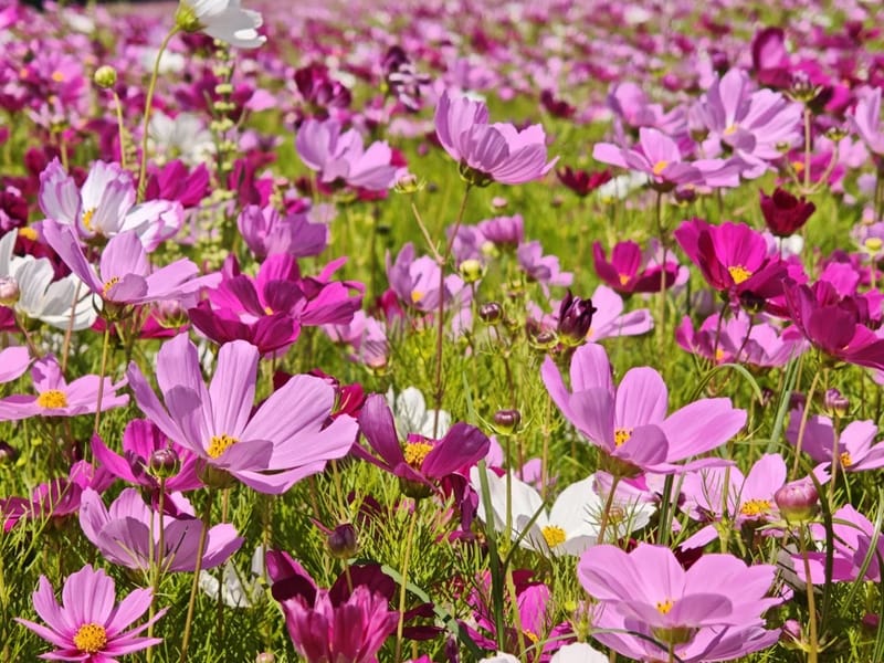 Shanghai: Xianghu Flowers & Bayberry Private Day Trip