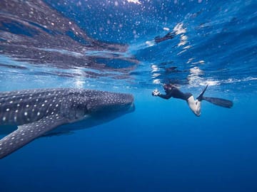 Snorkeling with Whale Sharks in Labuhan Jambu, Sumbawa