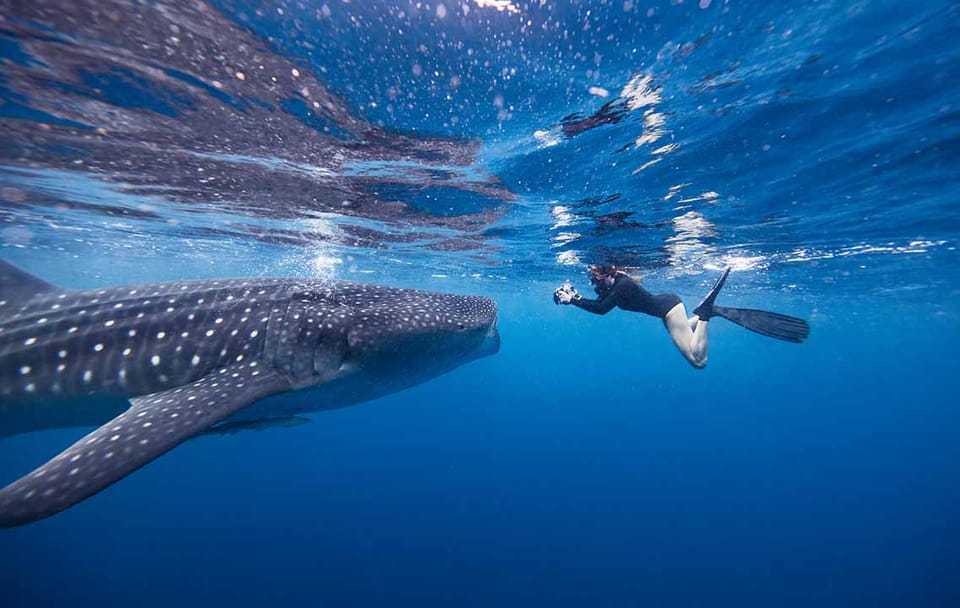 Snorkeling with Whale Sharks in Labuhan Jambu, Sumbawa