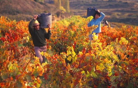 Private Half Day Wine Tour at Concha y Toro in Pirque