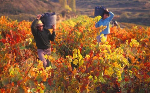 Private Half Day Wine Tour at Concha y Toro in Pirque