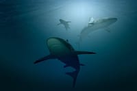 Sharks at close range
