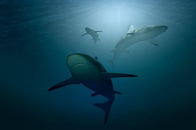 Sharks at close range